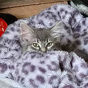 Maisy is registered to the contest to win money with this photo: kitten, cat, gray_cat, fluffy, blanket, cozy, peeking, ears, eyes, soft_texture, indoor, pet, feline, curious, resting, snuggled, warm, animal, cute, comfort