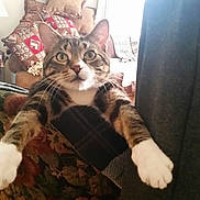 Boo Boo is registered to the contest to win money with this photo: animal, armchair, blanket, cat, cozy, front_paws, funny, furniture, home, indoors, lamp, living_room, pet, photography, portrait, sitting, tabby_cat, whiskers, white_paws, wide_eyes