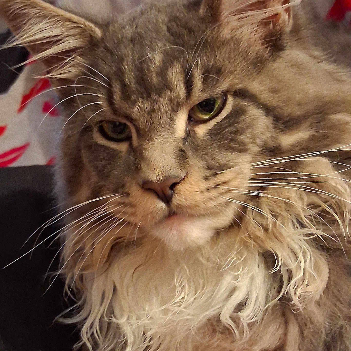 Venus participe au concours pour gagner de l'argent avec cette photo : abyssinian, angora, animal, brasssection, cat, couch, furniture, horn, kitten, manx, musicalinstrument, pet, siamese, snout