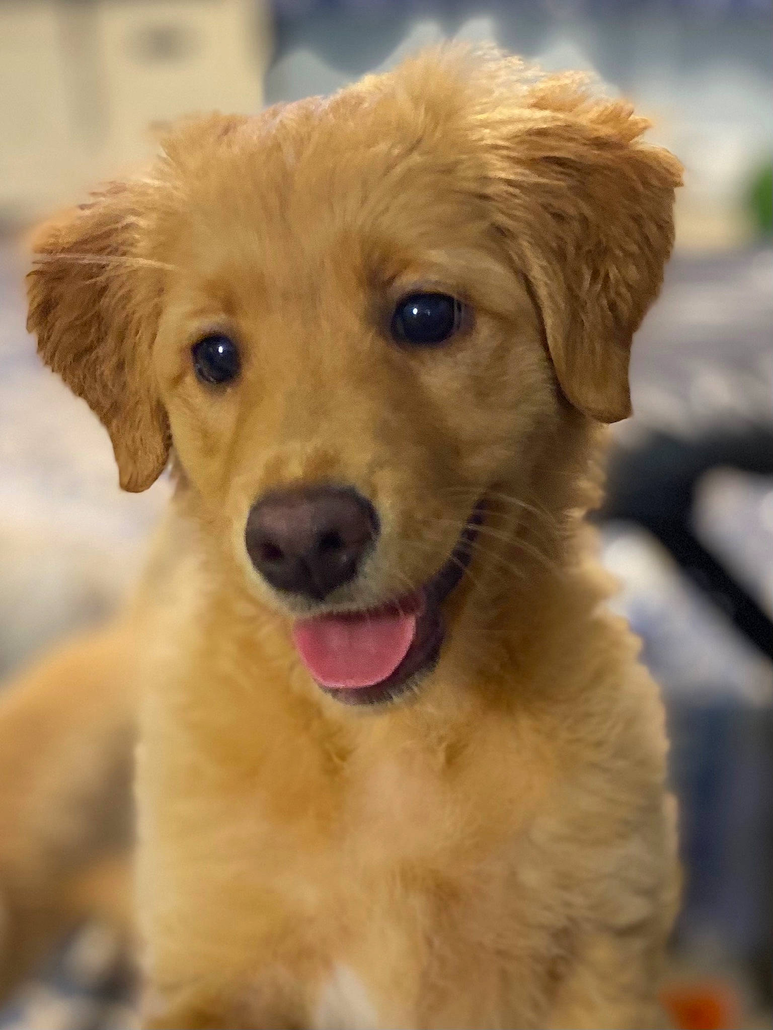 Peach joined the competition — help win amazing prizes! ancient_dog_breeds, canidae, carnivore, companion_dog, dog, dog_breed, dog_collar, fawn, fur, golden_retriever, grass, gun_dog, labrador_retriever, puppy, retriever, snout, sporting_group, terrestrial_animal, whiskers, working_animal