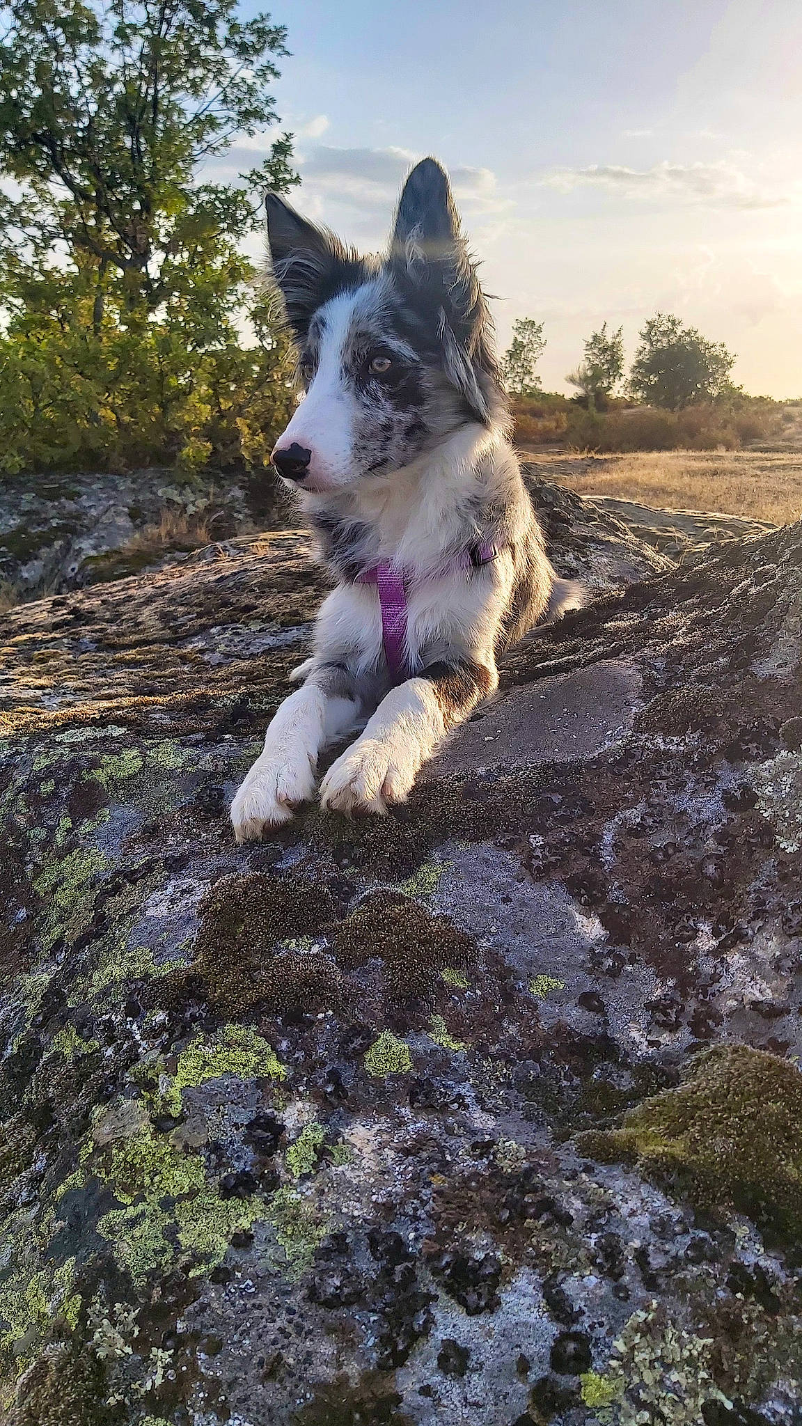 Sisú participe au concours pour gagner de l'argent avec cette photo : canidae, carnivore, cloud, companion_dog, dog, dog_breed, felidae, fur, grass, herding_dog, landscape, natural_landscape, plant, rock, sky, soil, sporting_group, tail, tree, wood