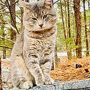 Smoky joined the competition — help win amazing prizes! animal, branch, cat, closeup, curious, daylight, feline, forest, fur, gray_tabby, green_eyes, nature, outdoor, pet, pine_needles, roof, sitting, tree, wildlife, wood