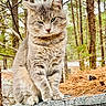 animal, branch, cat, closeup, curious, daylight, feline, forest, fur, gray_tabby, green_eyes, nature, outdoor, pet, pine_needles, roof, sitting, tree, wildlife, wood