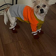 Bandit is registered to the contest to win money with this photo: animal, apparel, boots, brown_floor, clothing, companion, curious, cute, dog, domestic, floor, footwear, fur, indoor, looking, pet, small_dog, standing, sweater, white_wall