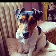 Léa participe au concours pour gagner de l'argent avec cette photo : animal, black_spots, brown_eyes, close_up, companion, curious, cushion, cute, dog, domestic_animal, furniture, indoor, jack_russell_terrier, pet, portrait, puppy, radiator, sitting, white_fur, young_dog