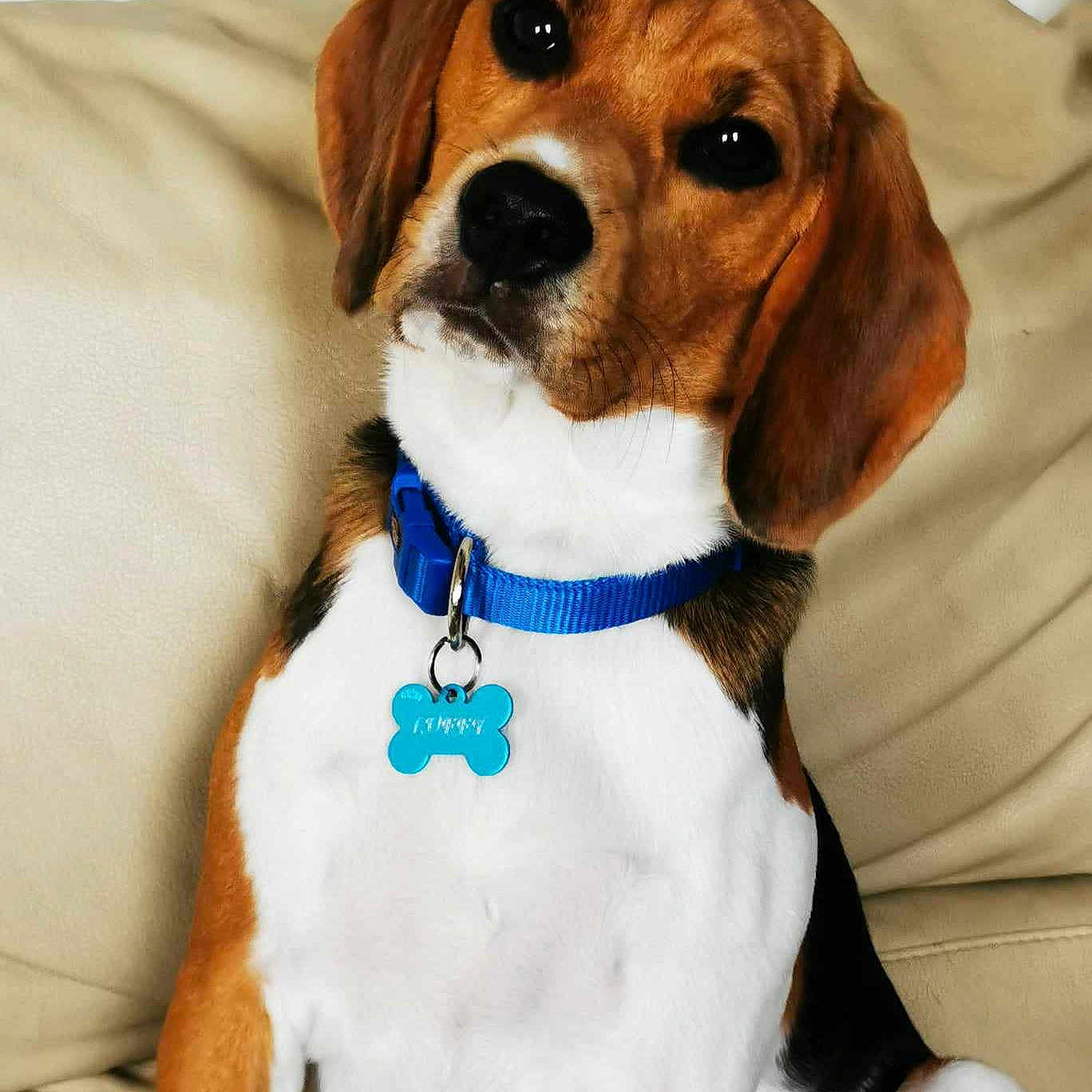 Luffy a rejoint le concours — aidez-le/la à gagner de superbes lots ! accessories, animal, beagle, canine, collar, couch, cushion, dog, formalwear, furniture, homedecor, hound, jewelry, necklace, pet, pointer, puppy, snout, strap, tie