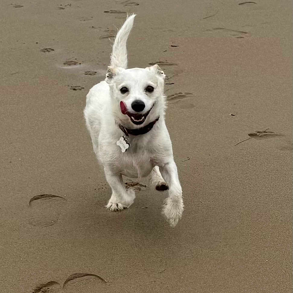 Sutton is registered to the contest to win money with this photo: animal, beach, canine, collar, cute, dog, energetic, freedom, fun, happy, motion, nature, outdoor, paw_prints, pet, playful, running, sand, tongue_out, white_dog