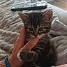 kitten, cat, pet, hand, finger, blanket, remote_control, indoor, cozy, cute, feline, playing, young_cat, striped, paw, person, wristband, comfort, home, relaxation