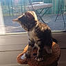 kitten, cat, cat_scratch_post, indoor, sunlight, glass_door, balcony, chair, outdoor_view, greenery, floor, bucket, toy, pet, animal, feline, curious, sitting, shadow, window
