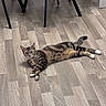cat, tabby, indoor, floor, wood_floor, relaxed, curious, white_paws, striped, pet, animal, feline, lying_down, chair_legs, home, domestic, cute, resting, looking, cozy