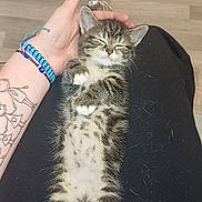 Bluey a rejoint le concours — aidez-le/la à gagner de superbes lots ! kitten, cat, sleeping, tabby, pet, animal, lap, human_hand, tattoo, bracelet, floor, relaxation, cute, furry, small, domestic_animal, whiskers, paws, resting, indoor