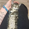 kitten, cat, sleeping, tabby, pet, animal, lap, human_hand, tattoo, bracelet, floor, relaxation, cute, furry, small, domestic_animal, whiskers, paws, resting, indoor