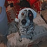 Kira a rejoint le concours — aidez-le/la à gagner de superbes lots ! dog, cat, santa_hat, blanket, pillow, christmas, holiday, indoor, pet, animal, furniture, tile_floor, decor, red, white, black, gray, sitting, cozy, greeting