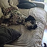 Kira participe au concours pour gagner de l'argent avec cette photo : dog, couch, blanket, pillow, remote_control, indoor, relaxed, spotted_dog, pet, sleeping, living_room, cozy, furniture, resting, domestic_animal, canine, home, laying_down, comfortable, nap
