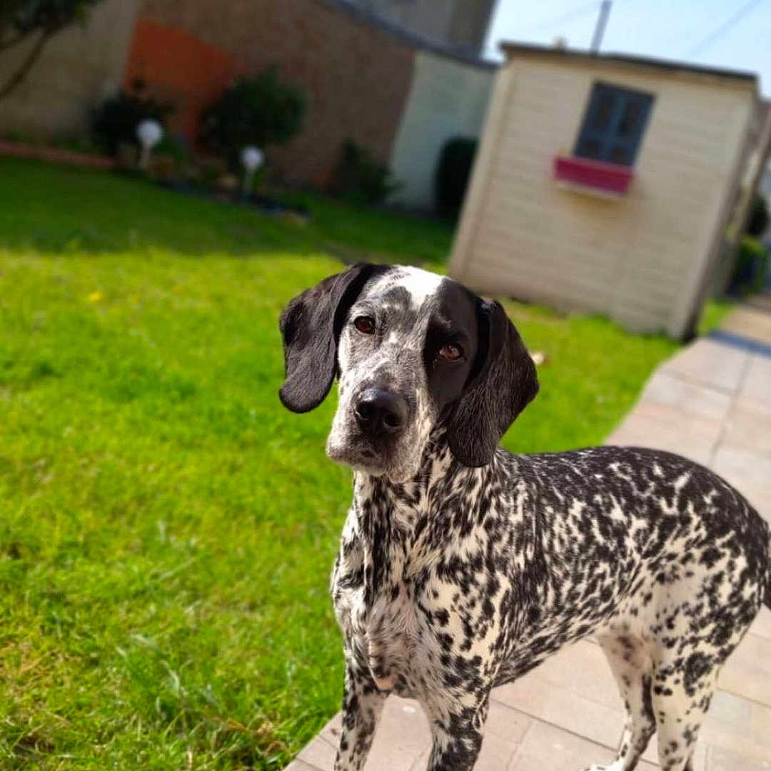Kira a rejoint le concours — aidez-le/la à gagner de superbes lots ! dog, outdoor, grass, pathway, shed, house, sunny, pet, canine, black_and_white, speckled, curious, daytime, backyard, animal, nature, domestic_animal, sidewalk, ears, fur