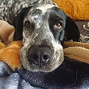 Kira a rejoint le concours — aidez-le/la à gagner de superbes lots ! dog, black_and_white, blanket, close_up, resting, cozy, indoor, soft_texture, furry, nose, face, pet, animal, pillow, human_arm, comfort, relaxation, expression, laying_down, home