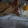 animal, bed, blanket, cat, cozy, cuddle, cute, domestic_cat, feline, fur, indoor, nap, orange_tabby, paw, pet, resting, sleeping, soft_toys, stuffed_animal, whiskers