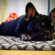 Aël'Fonso a rejoint le concours — aidez-le/la à gagner de superbes lots ! dog, french_bulldog, black_dog, lying_down, resting, pet, indoor, rug, floor, ears, face, animal, cozy, home, wooden_floor, blanket, toy, sleepy, cute, companion