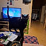 animal, architecture, box, building, computer, computerhardware, electronics, furniture, hardware, indoors, livingroom, monitor, pc, person, plywood, room, screen, table, tv, wood