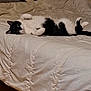animal, bed, bedroom, blanket, cat, couch, cushion, furniture, hardwood, homedecor, indoors, kitten, linen, manx, person, pet, quilt, room, sleeping, wood