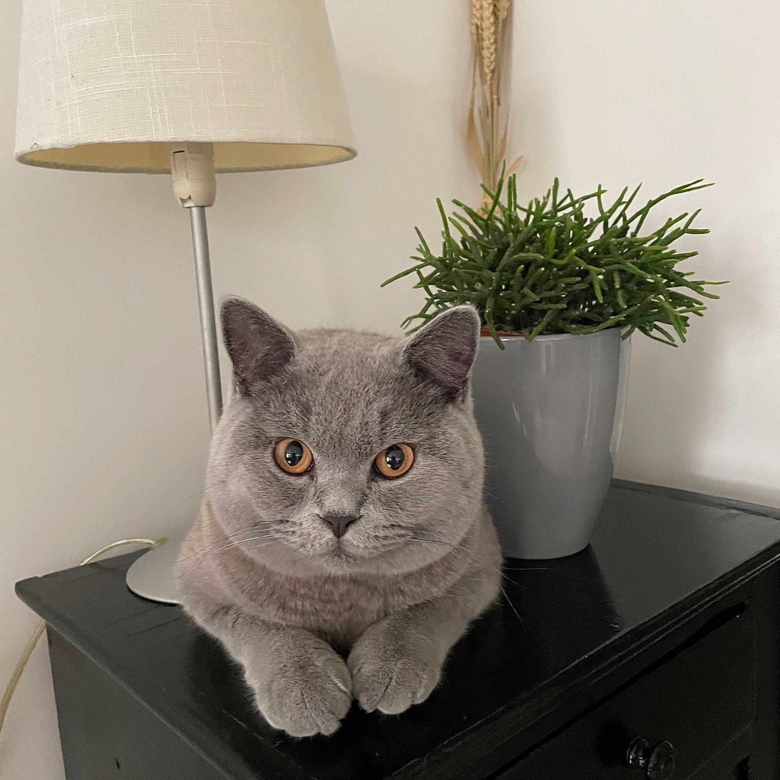 Tom