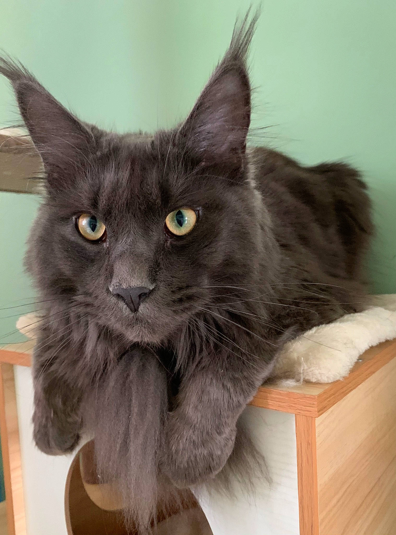 Thalès participe au concours pour gagner de l'argent avec cette photo : black_cat, carnivore, cat, comfort, domestic_short_haired_cat, felidae, fur, grey, russian_blue, small_to_medium_sized_cats, snout, tail, terrestrial_animal, whiskers