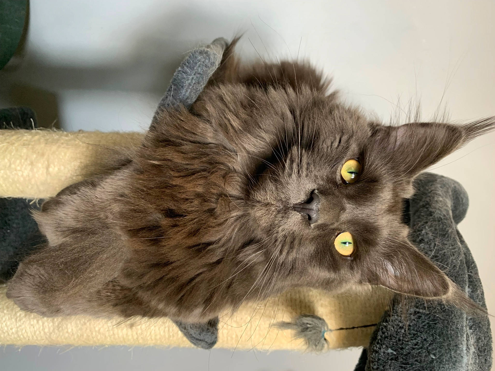 Thalès participe au concours pour gagner de l'argent avec cette photo : black_cat, british_longhair, carnivore, cat, claw, domestic_short_haired_cat, felidae, fur, grey, paw, small_to_medium_sized_cats, snout, tail, terrestrial_animal, whiskers