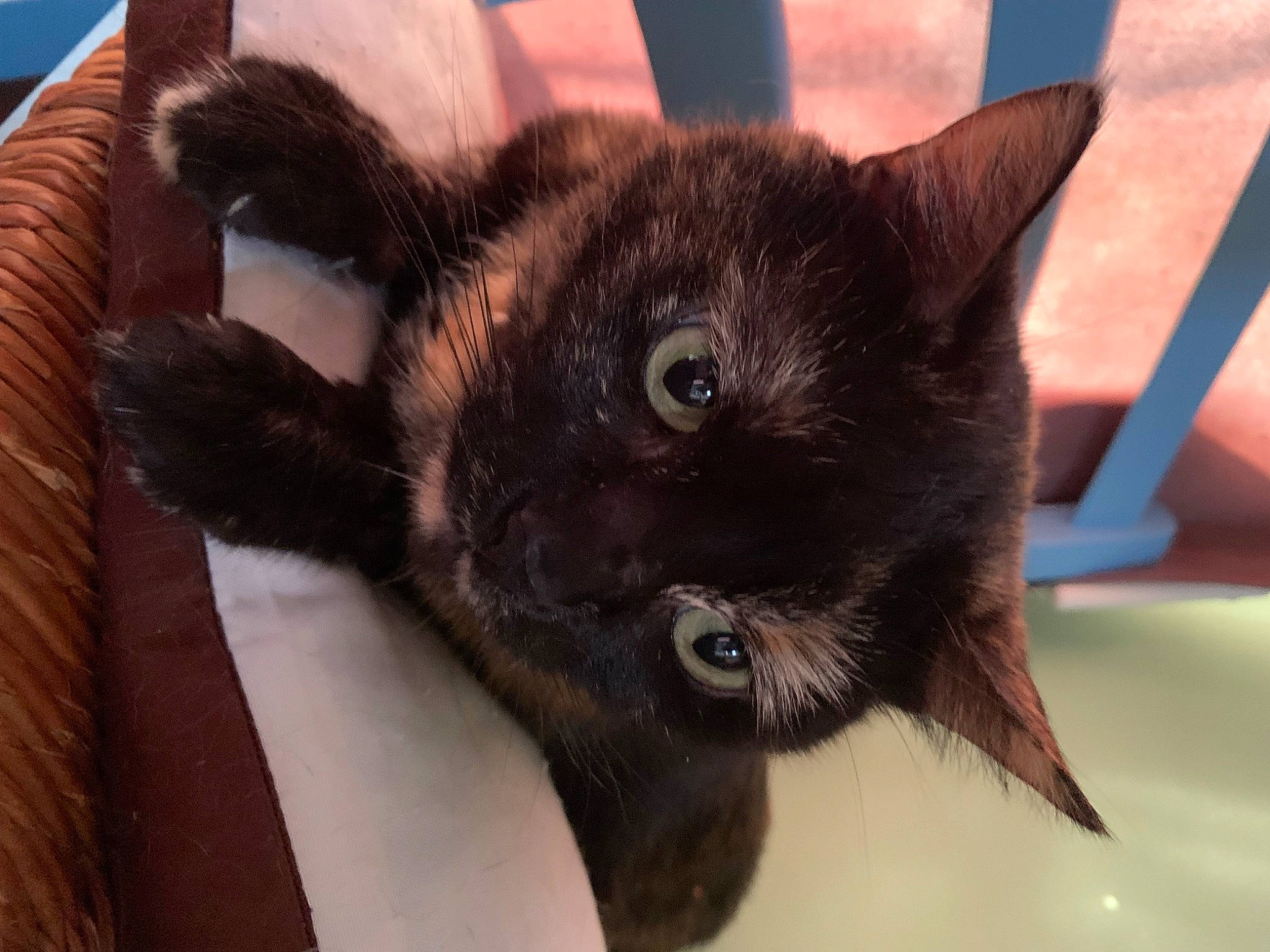 Mia participe au concours pour gagner de l'argent avec cette photo : black_cat, bombay, carnivore, cat, cat_supply, claw, domestic_short_haired_cat, felidae, fur, paw, small_to_medium_sized_cats, tail, terrestrial_animal, whiskers, wildlife