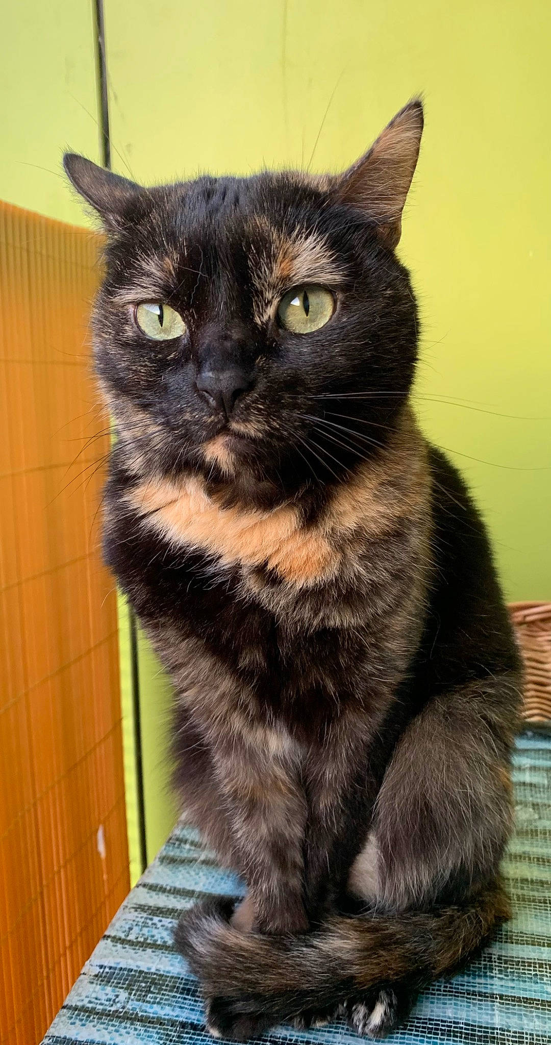 Mia a rejoint le concours — aidez-le/la à gagner de superbes lots ! black_cat, bombay, carnivore, cat, cat_furniture, claw, domestic_short_haired_cat, eye, felidae, fur, iris, paw, pet_supply, small_to_medium_sized_cats, snout, tail, terrestrial_animal, whiskers