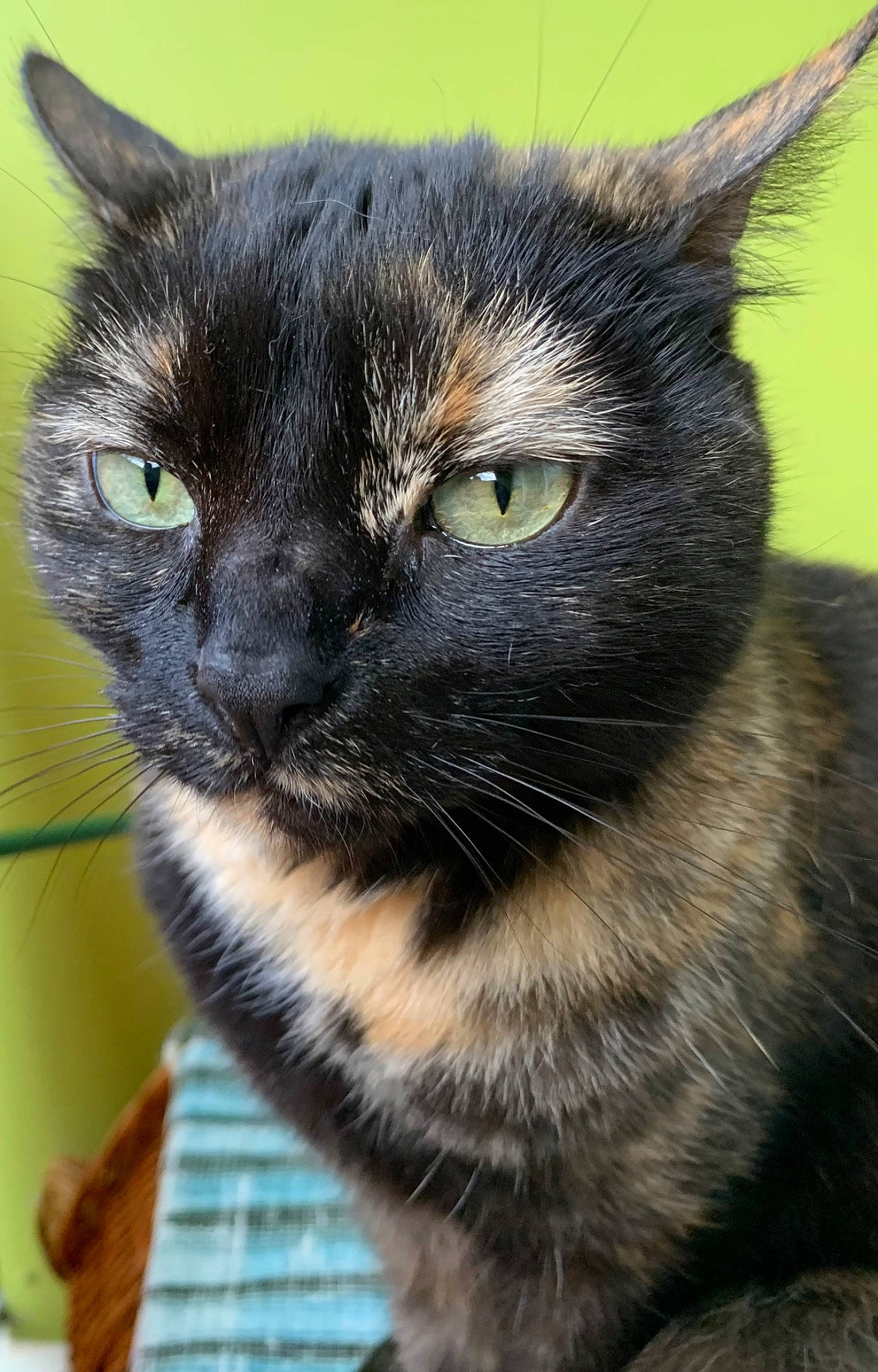 Mia participe au concours pour gagner de l'argent avec cette photo : black_cat, carnivore, cat, domestic_short_haired_cat, eye, felidae, fur, grass, iris, small_to_medium_sized_cats, snout, terrestrial_animal, tree, whiskers