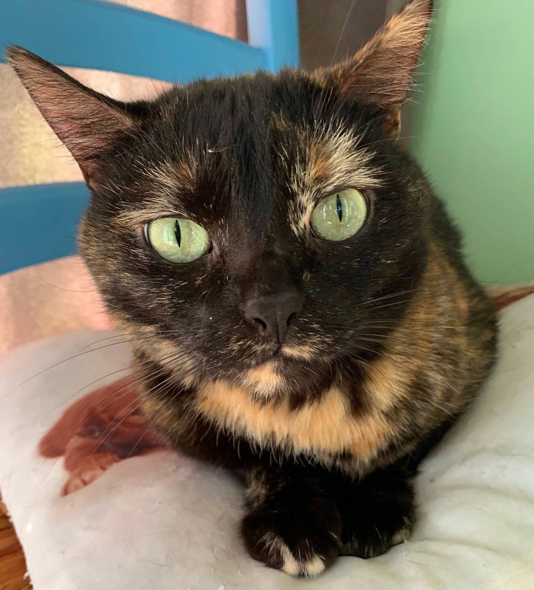 Mia a rejoint le concours — aidez-le/la à gagner de superbes lots ! black_cat, bombay, carnivore, cat, claw, comfort, domestic_short_haired_cat, ear, eye, fawn, felidae, fur, havana_brown, paw, small_to_medium_sized_cats, snout, terrestrial_animal, whiskers, working_animal