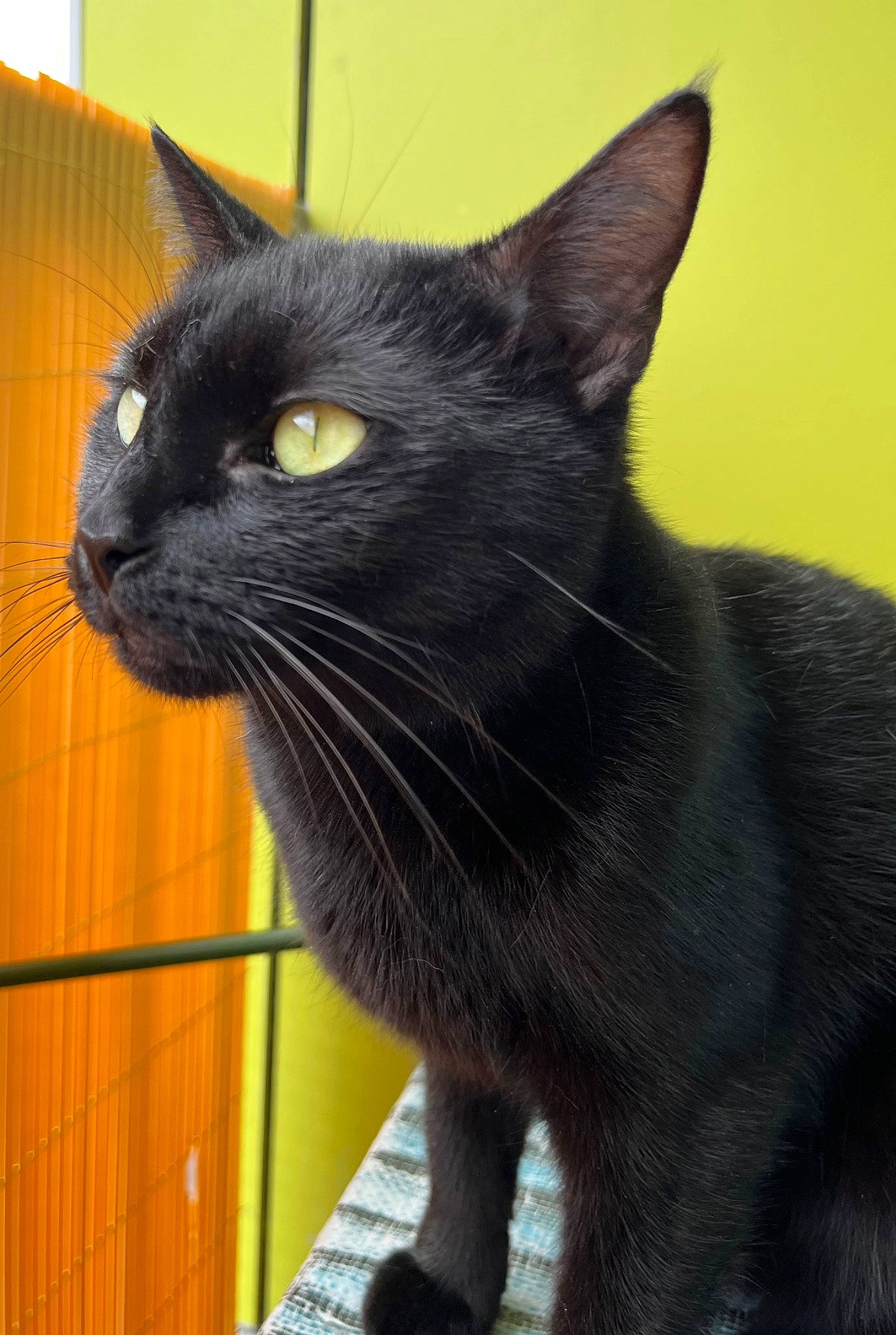 Pépite a rejoint le concours — aidez-le/la à gagner de superbes lots ! black_cat, bombay, carnivore, cat, domestic_short_haired_cat, felidae, flooring, fur, hardwood, small_to_medium_sized_cats, snout, tail, terrestrial_animal, varnish, whiskers, wood, wood_stain