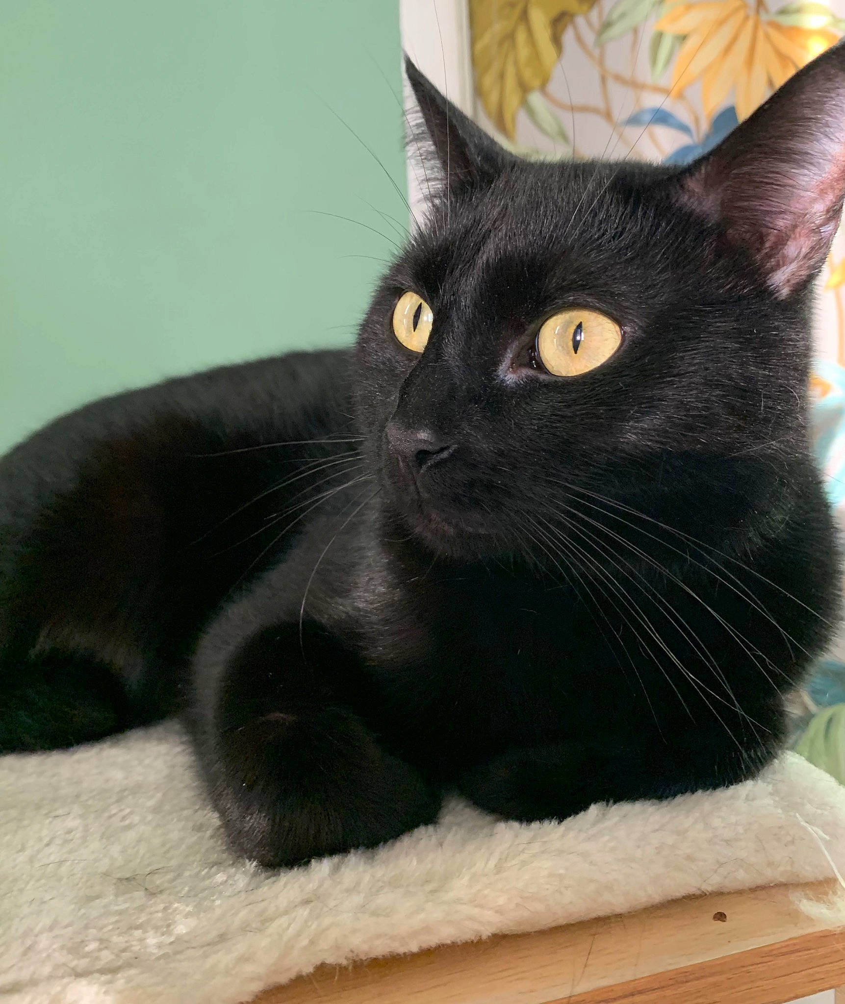 Pépite a rejoint le concours — aidez-le/la à gagner de superbes lots ! black_cat, bombay, carnivore, cat, cat_supply, comfort, domestic_short_haired_cat, felidae, fur, head, pet_supply, small_to_medium_sized_cats, snout, terrestrial_animal, whiskers