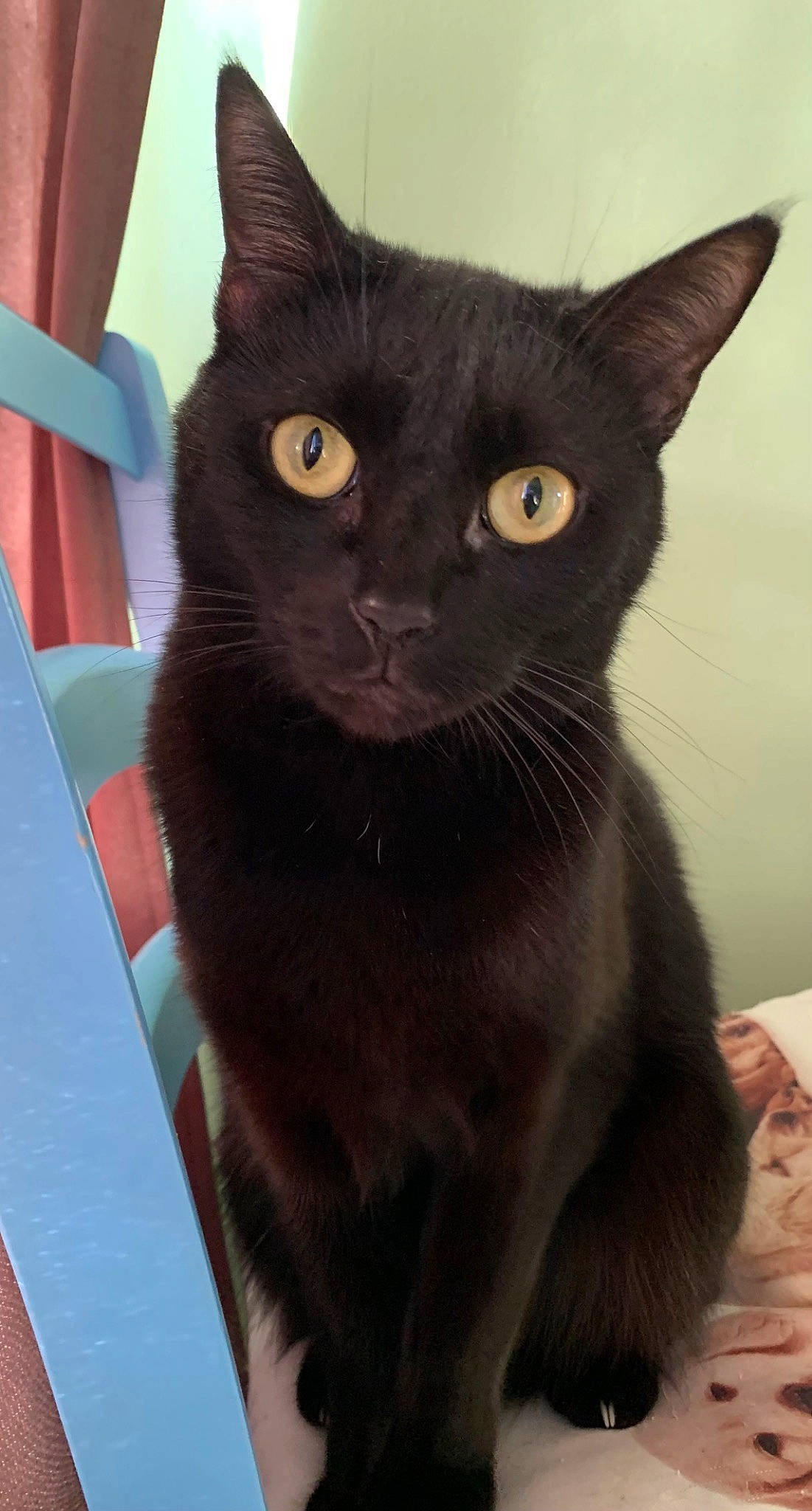 Pépite a rejoint le concours — aidez-le/la à gagner de superbes lots ! black_cat, carnivore, cat, domestic_short_haired_cat, felidae, fur, havana_brown, small_to_medium_sized_cats, snout, terrestrial_animal, whiskers