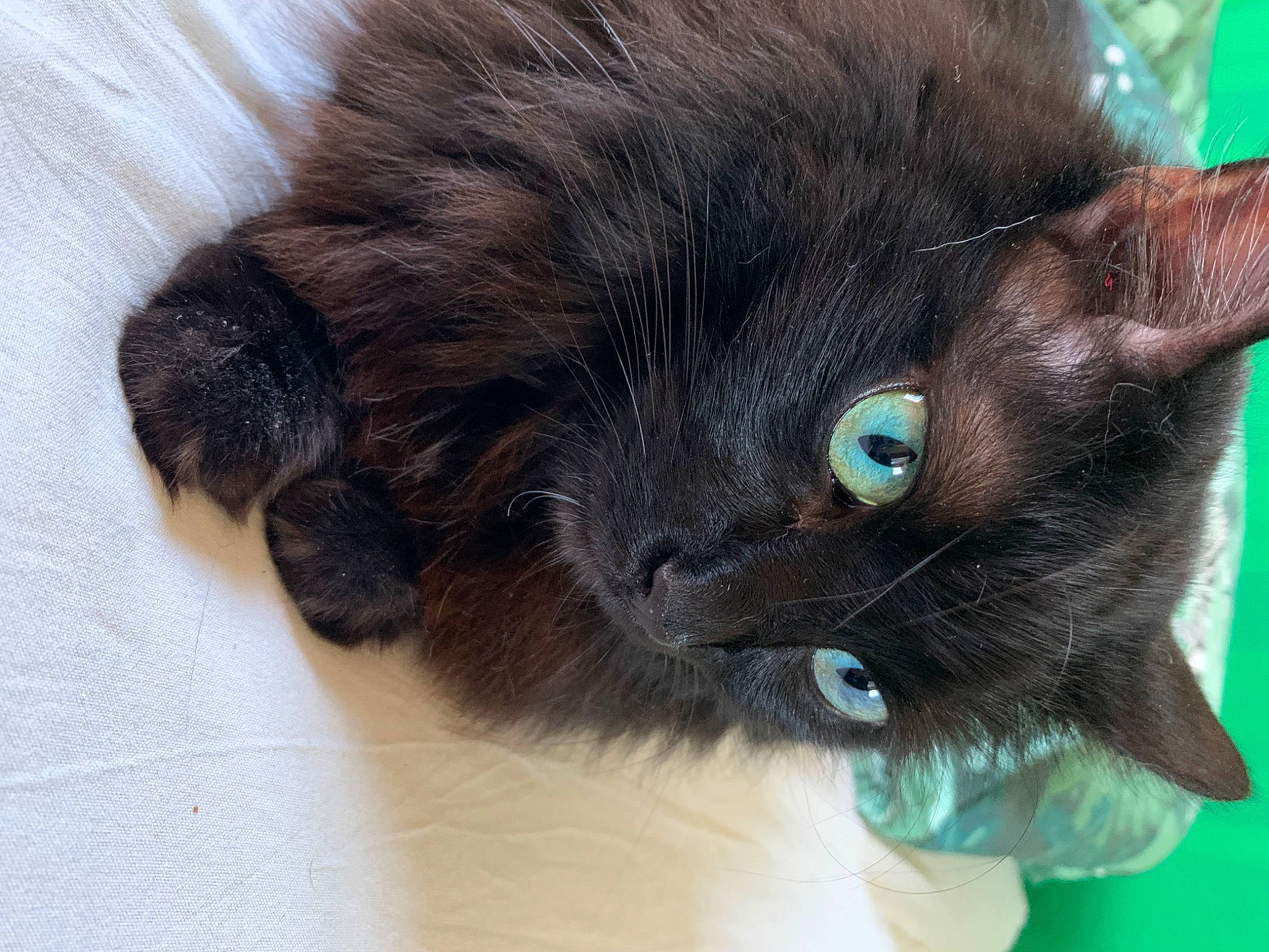 Poopsie a rejoint le concours — aidez-le/la à gagner de superbes lots ! black_cat, bombay, carnivore, cat, cat_supply, claw, comfort, dog_breed, domestic_short_haired_cat, electric_blue, fawn, felidae, fur, iris, liver, paw, small_to_medium_sized_cats, snout, tail, whiskers