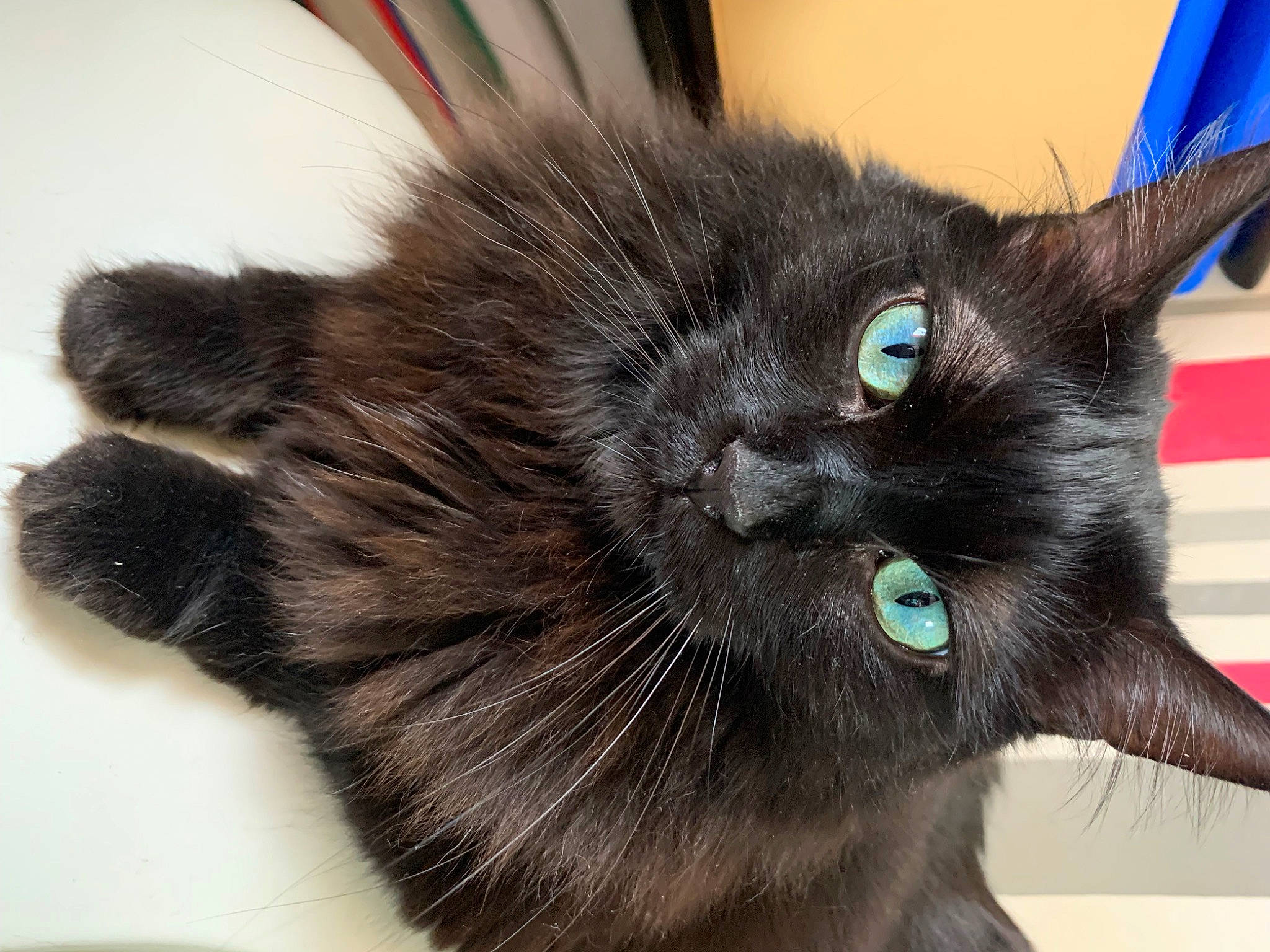 Poopsie a rejoint le concours — aidez-le/la à gagner de superbes lots ! black_cat, carnivore, cat, claw, comfort, domestic_short_haired_cat, eye, felidae, fur, iris, paw, small_to_medium_sized_cats, snout, tail, terrestrial_animal, whiskers