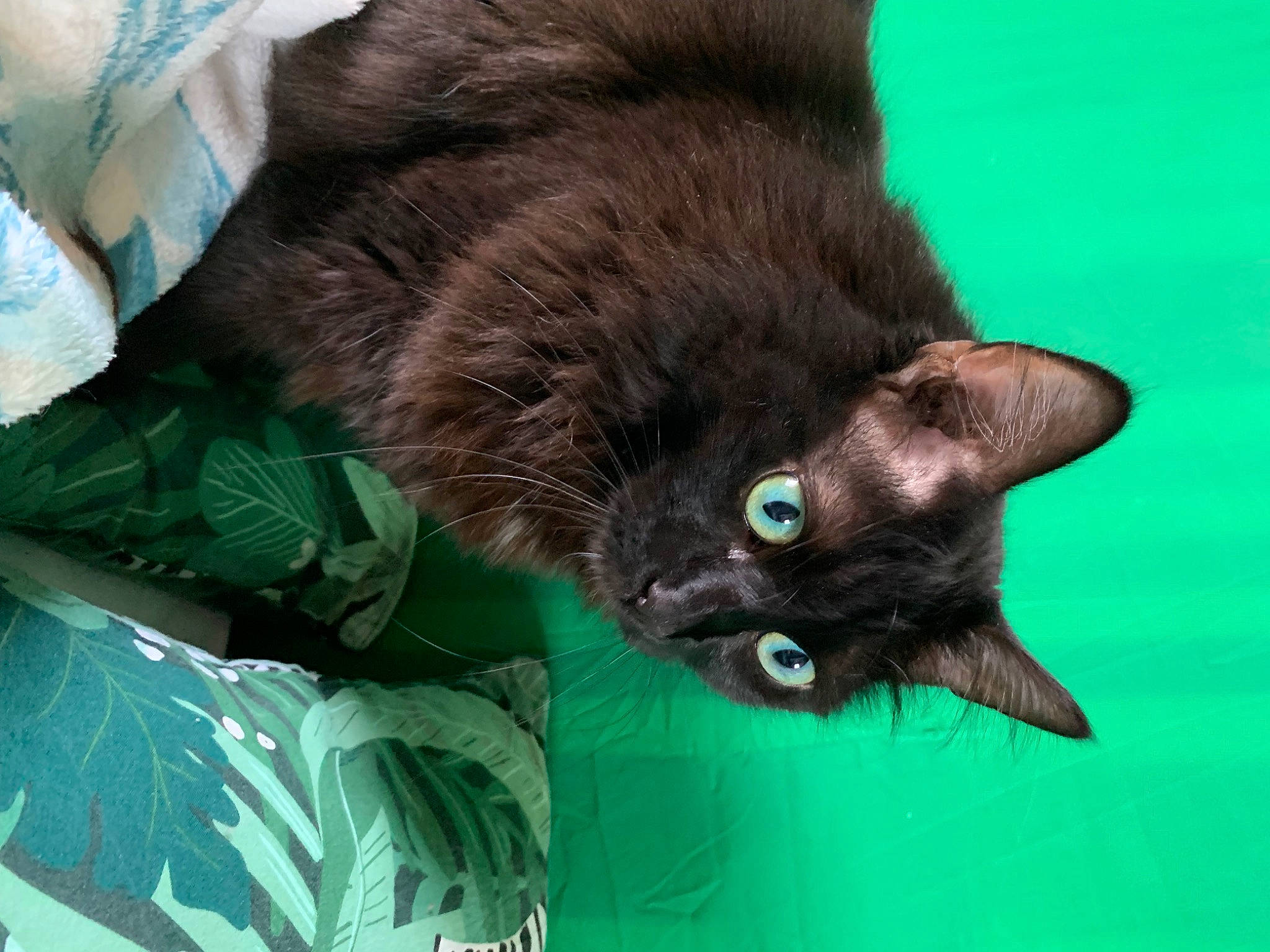 Poopsie participe au concours pour gagner de l'argent avec cette photo : bag, black_cat, bombay, carnivore, cat, claw, comfort, dog_breed, domestic_short_haired_cat, fawn, felidae, fur, havana_brown, liver, paw, plant, small_to_medium_sized_cats, tail, terrestrial_animal, whiskers