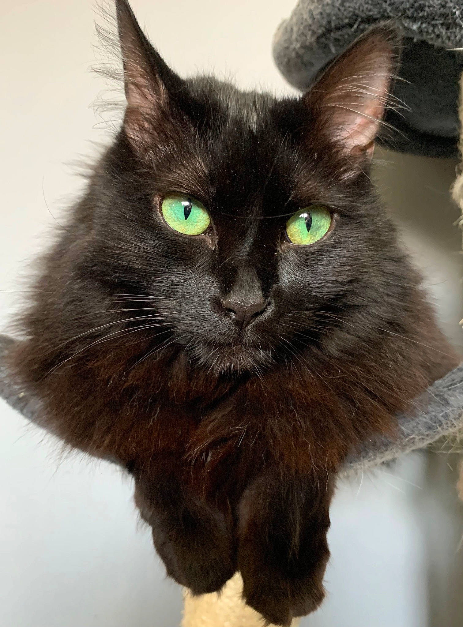 Poopsie participe au concours pour gagner de l'argent avec cette photo : black_cat, bombay, carnivore, cat, claw, domestic_short_haired_cat, felidae, fur, iris, small_to_medium_sized_cats, snout, tail, terrestrial_animal, whiskers