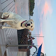 June joined the competition — help win amazing prizes! animal, brick, calm, canopy, clouds, dock, dog, flowers, labrador, lake, nature, outdoor, pet, planter, sky, smiling, sunset, trees, water, wood