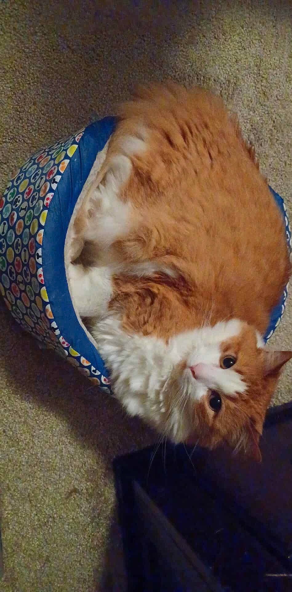 Pumpkin