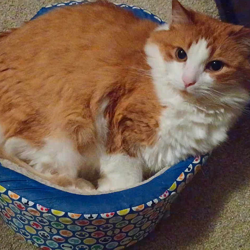Pumpkin