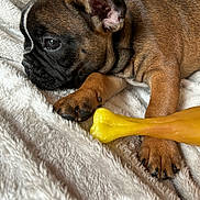 Ricco participe au concours pour gagner de l'argent avec cette photo : puppy, dog, brown_dog, chew_toy, yellow_toy, blanket, fluffy, pet, animal, close_up, paw, ears, cute, resting, indoor, fur, snout, sleepy, companion, domestic_animal