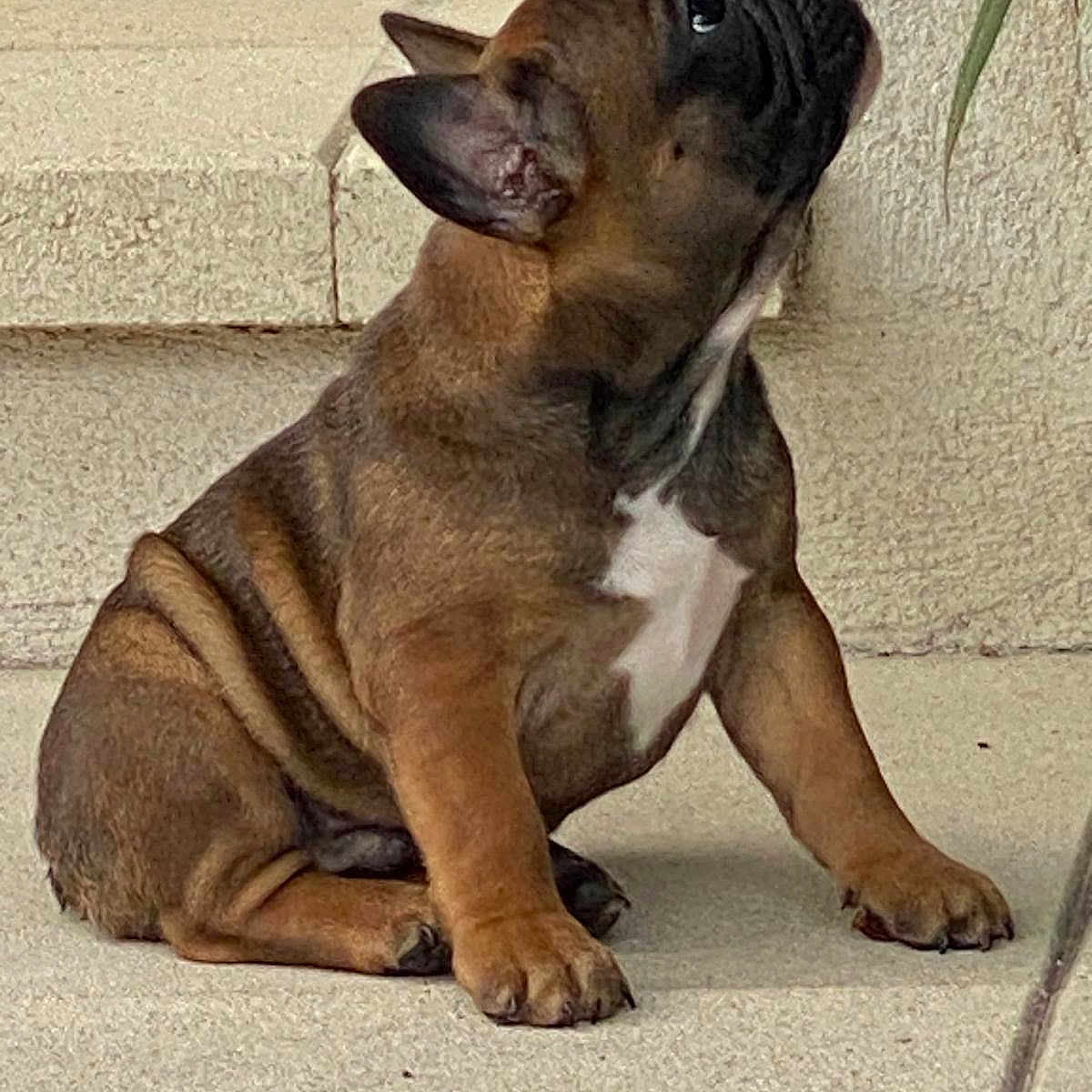 Ricco