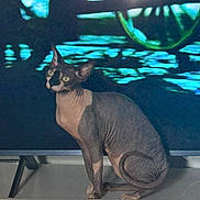 Matt joined the competition — help win amazing prizes! animal, aquarium, blue_lighting, cat, colorful_background, fish_tank, furniture, green_eyes, hairless, home, indoors, large_ears, looking_at_camera, pet, portrait, sitting, sphynx_cat, television, upright, wrinkled_skin