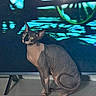 animal, aquarium, blue_lighting, cat, colorful_background, fish_tank, furniture, green_eyes, hairless, home, indoors, large_ears, looking_at_camera, pet, portrait, sitting, sphynx_cat, television, upright, wrinkled_skin