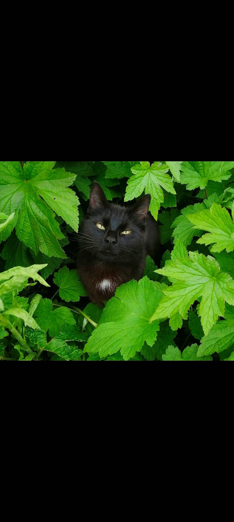 Tonyo participe au concours pour gagner de l'argent avec cette photo : annual_plant, black_cat, carnivore, cat, darkness, felidae, flowering_plant, fur, grass, groundcover, leaf, plant, small_to_medium_sized_cats, tail, terrestrial_animal, terrestrial_plant, tints_and_shades, tree, whiskers, wood