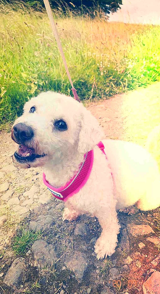 Ellie is registered to the contest to win money with this photo: canidae, carnivore, collar, companion_dog, dog, dog_breed, dog_clothes, dog_collar, dog_supply, grass_family, leash, mammal, pet_supply, puppy, snout, sporting_group, tail, working_animal, working_dog