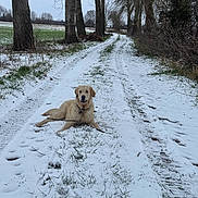 Aslan participe au concours pour gagner de l'argent avec cette photo : dog, golden_retriever, snow, stick, dirt_road, trees, grass, winter, outdoor, canine, animal, nature, leafless_trees, path, pet, cold, fur, playful, landscape, daytime