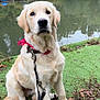 dog, golden_retriever, puppy, grass, leash, collar, pond, water, trees, autumn, leaves, outdoor, nature, pet, canine, animal, sitting, cute, fur, park