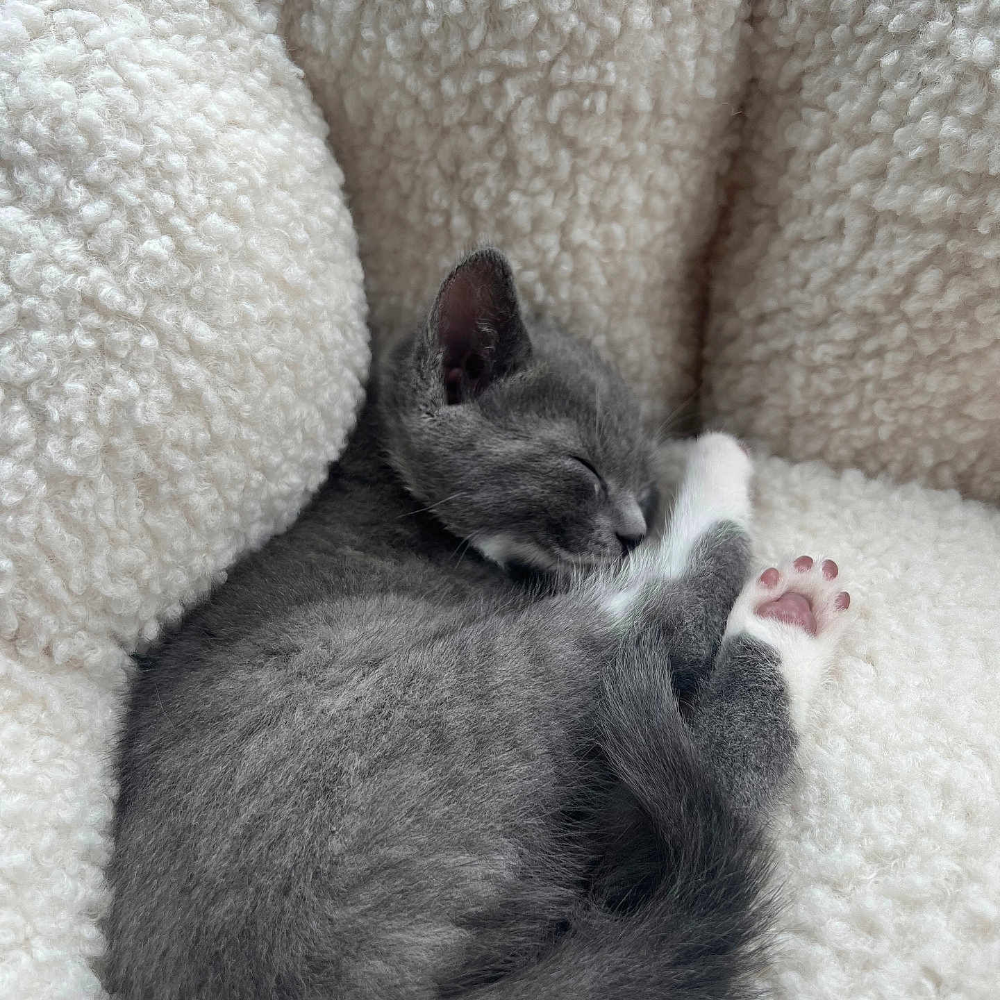 Tuntun joined the competition — help win amazing prizes! abyssinian, animal, armchair, blanket, cat, chair, couch, cushion, furniture, homedecor, kitten, manx, person, pet, quilt, siamese, sleeping, towel